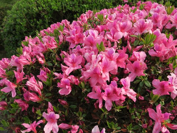 Mnaeskeig ヒラドツツジ 平戸躑躅 被子植物真正双子葉植物中核真正双子葉類キク類ツツジ目ツツジ科ツツジ属 T Co Zexykz1wmm 植物写真 Mnaeskeig ヒラドツツジ 平戸躑躅 被子植物真正双子葉植物中核真正双子葉類キク類ツツジ目ツツジ科ツツジ属 T Co Zexykz1wmm 植物写真