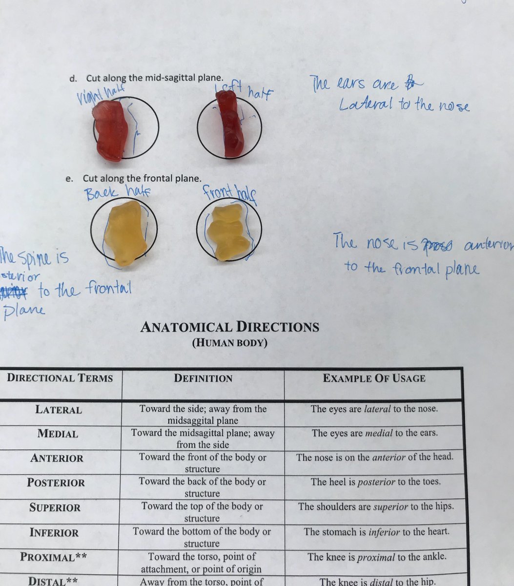 CoachSchriver's tweet photo. #GummyBearLab #IntrotoHealthScience #BodyPlanes #DirectionalTerms https://t.co/tPkFZ00JQe