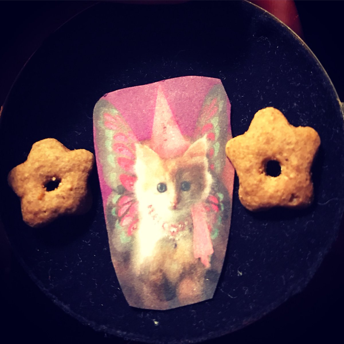BrinrinErin's tweet photo. Our kitten lost a tooth,kids wanted to know if the TF came for cats... hubs thinks I’m crazy #kitten #rescuekitty #ToothFairy #Fluffanutter https://t.co/X4GrL8gXym