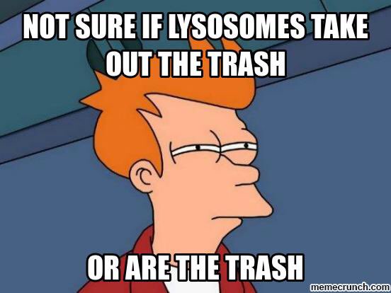 bbbackribosomes's tweet photo. It's what they do 🤷‍♂️ @LarrytheLysoso1 @allshookupbybio #organellewaresOLu https://t.co/CXxTIpaMIh