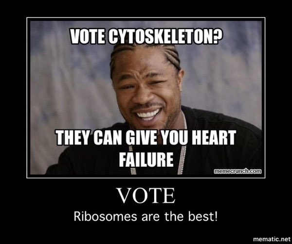 bbbackribosomes's tweet photo. Heart failure hmmmm.. @cytosquelette #organellewarsolu @allshookupbybio https://t.co/WEqsTdU3dq