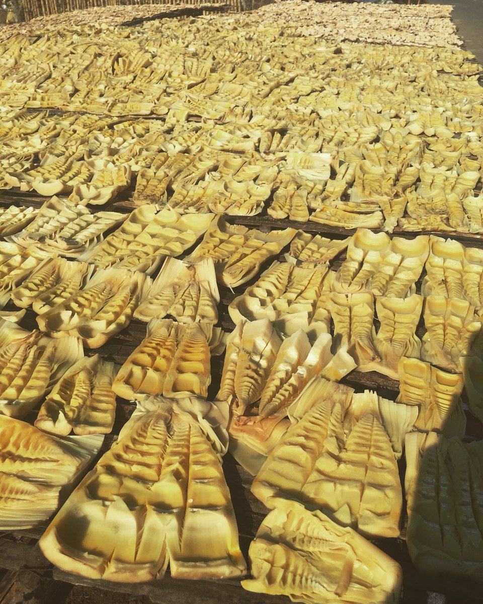 cotuhomestay's tweet photo. Good weather for local people to dry bamboo shoots/ sprouts @Da Mi, Binh Thuan!

Mùi măng thơm thiệt thơm làm nôn Tết dã man haha https://t.co/OqWYgjHEeQ