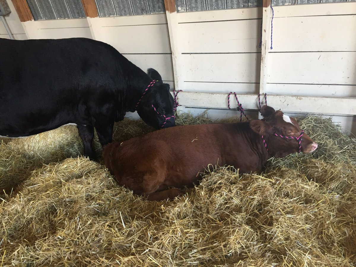 BrigdenAmb's tweet photo. The fourth and final day of the Brigden Fair was spend with the cattle 🐮❤️ 
#brigdenfair2017 #agriculture #livestock 
-J👑 https://t.co/w99xrUZZig