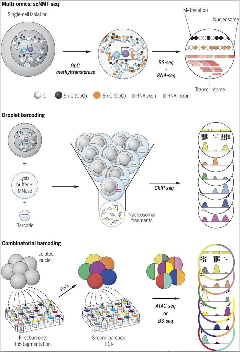 mmw_lmw's tweet photo. #SingleCell #Epigenomics | #MultiOmics & #CellBarcoding | WolfReik @BabrahamInst @sciencemagazine https://t.co/4GqjWcPIlS https://t.co/oHwKu29vzU