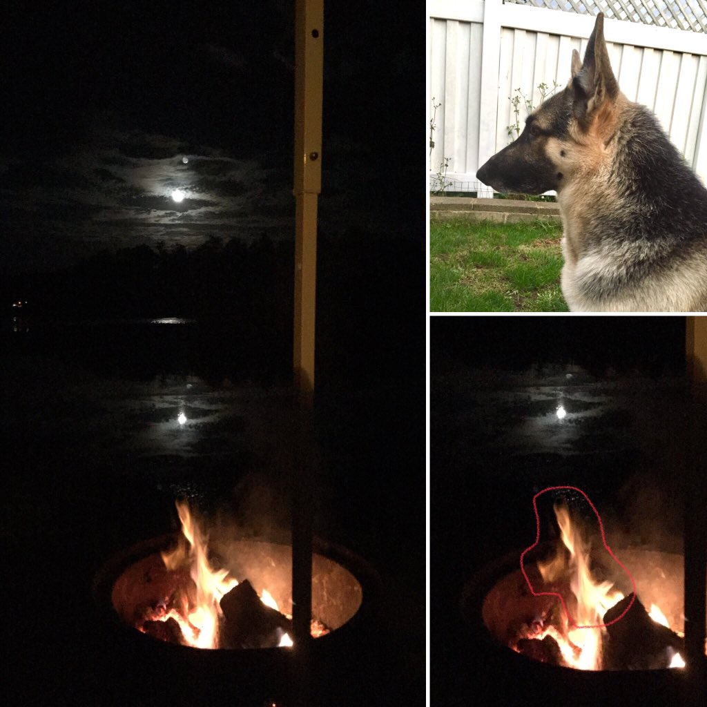 TheLanther's tweet photo. Sometimes you see images in campfire flames - camping this weekend I spotted my girl, McKenzie - can you? #FireFox #ShepherdingTheFlames https://t.co/yfEEnHfdv1
