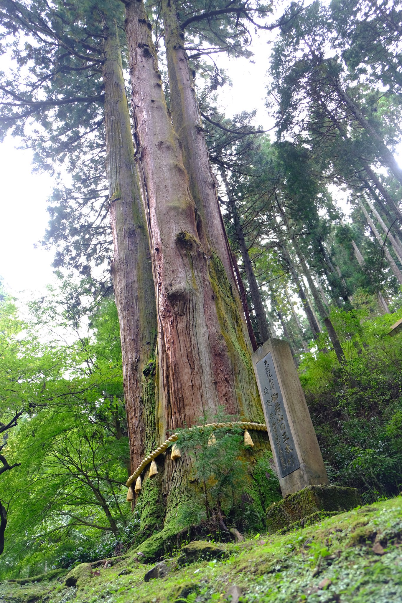 Mii 日本最強のパワースポット 御岩神社 ここは 一つの神社にたくさんの神様を祀っているという不思議な 神社 で 祀られている神様 １８８柱 多くのスピリチュアリスト達から強力なパワースポット コマイヌの光は 宇宙から光 白石美帆 御