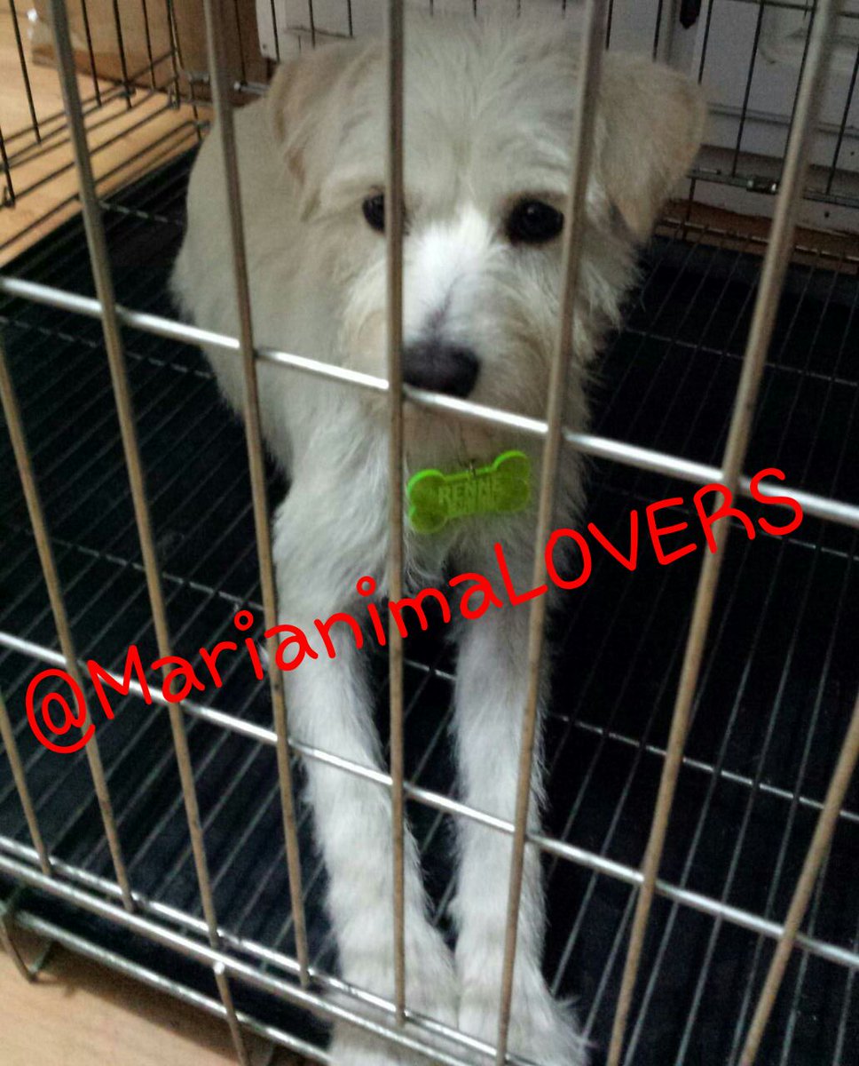 MarianimaLOVERS's tweet photo. RENNE en 1 Mes ya estara dada d Alta falta Esterilizar, Vacunar y desparasitar Algún Padrino q pueda Ayudarla? pls inf cel5513065691 #Adopta https://t.co/Ym5at69h4S