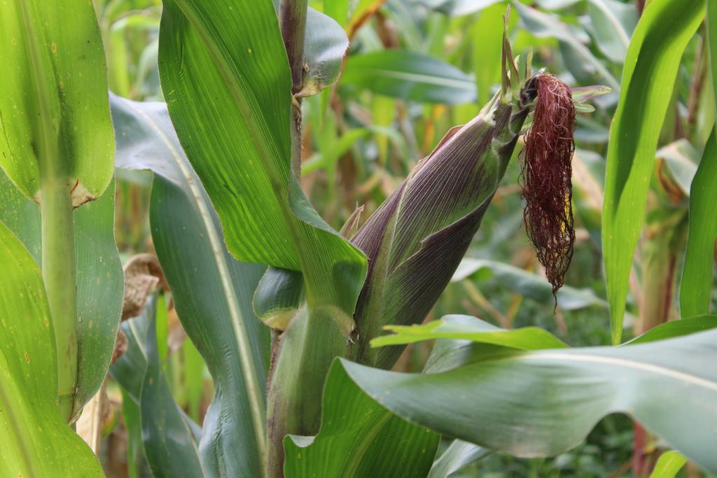 ColeDodji's tweet photo. Le #maïs fait parti des #nourritures de base au  #Togo, à votre avis quelles sont les #recettes qu'on peut faire avec? #Naturephotography https://t.co/2qdBUczbSP