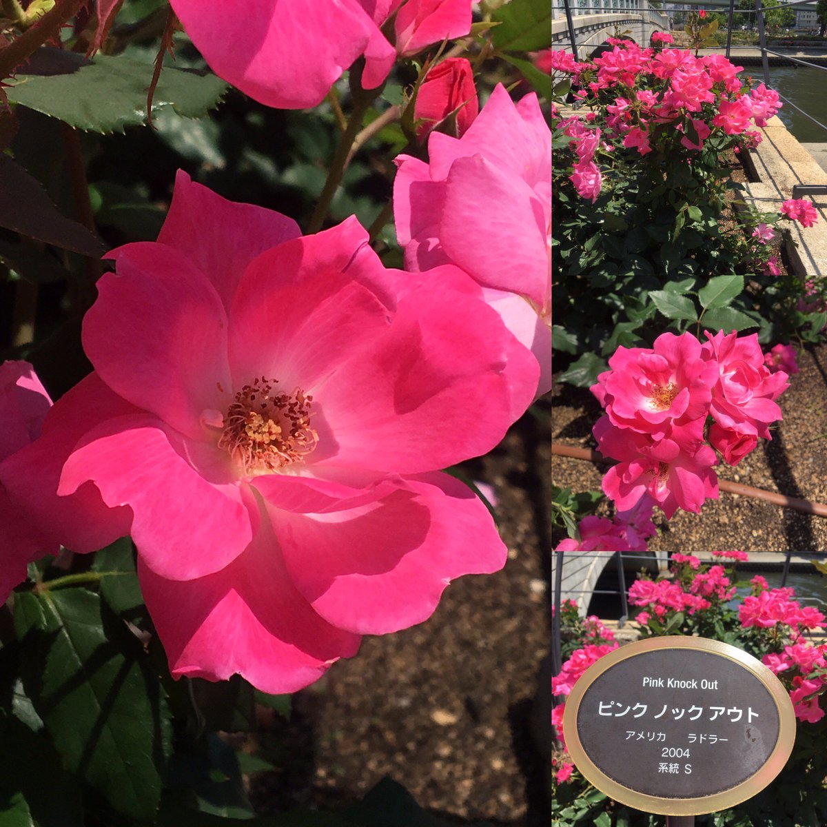テルヒコ Auf Twitter 今日の薔薇 ピンク ノックアウト Pink Knockout 鮮やかピンク色のバラです 花名の ノックアウトは 耐病性が高いところから付いています ばら バラ 薔薇 花のある生活 花 好きな花 癒される Thenewageproject T Co