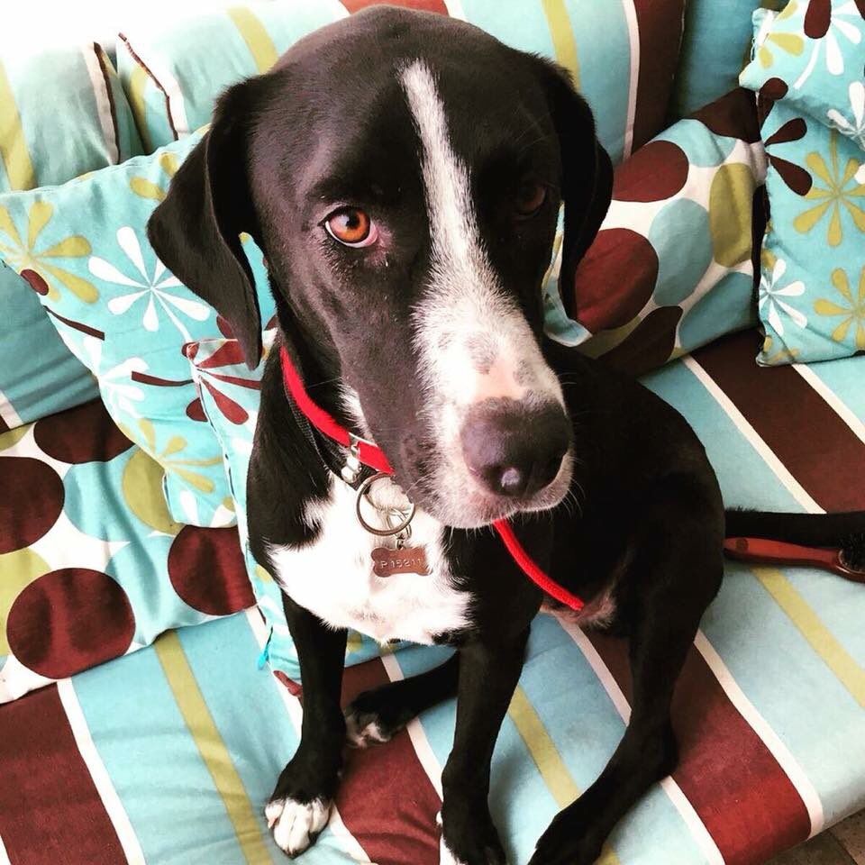 ariyzb's tweet photo. POR FAVOR SOLICITAMOS SU AYUDA. 

Se llama Zanza y se perdio ayer en Bonfil, Acapulco. 

Por favor cualquier cosa contesten aquí. RT #zanza https://t.co/4b0LLy8Aml