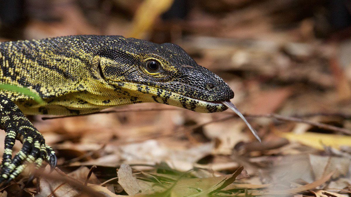 DavidLynnePhoto's tweet photo. A Water Monitor at Bells Creek, cruising along waiting for dinner – tongue out searching for food. @DavidLynnePhoto https://t.co/EK0YfElOSi