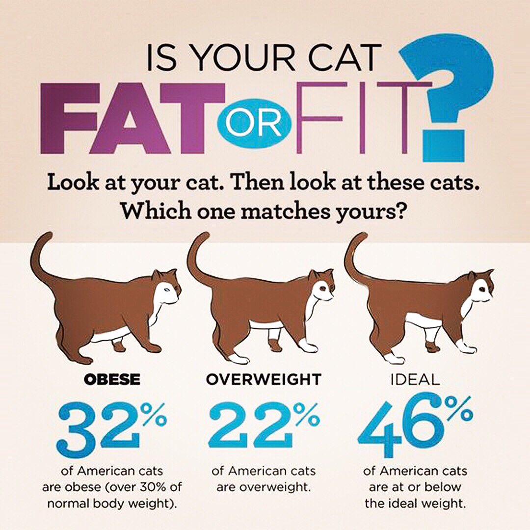Cat Curio on Twitter: &quot;Is your cat FAT or FIT??? #cat #CatsOfTwitter  #catsofinstagram #catlovers #cathealth #petcare #catcare #pethealth #catfan  #retweet… https://t.co/BIQdycAnjU&quot;