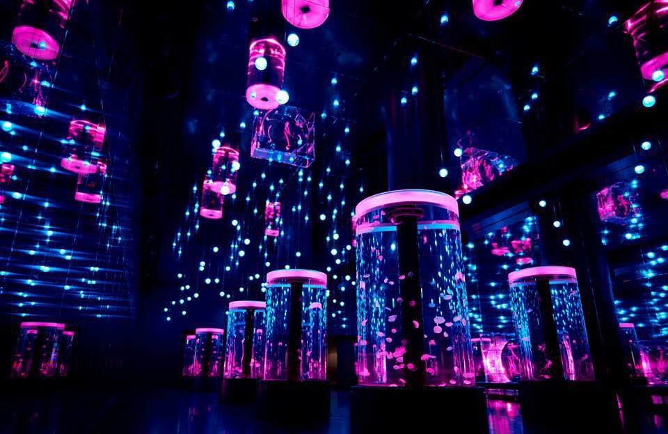 Samurai_Wifi's tweet photo. AQUA PARK SHINAGAWA : อควาเรียมเรืองแสง✨🇯🇵
Cr. Travelog
#SamuraiWifi #GlobalWifi #Pocketwifi https://t.co/97dM4ua5fw
