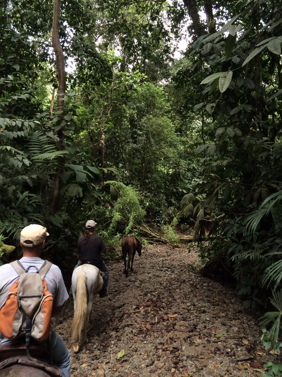 DolphinQuestCR's tweet photo. Explore Piedras Blancas National Park at #Dolphinquestcostarica #piedrasblancasnationalpark #waterfalls #monkeys #exploringcostarica #DQCR https://t.co/kKCd7yLtma