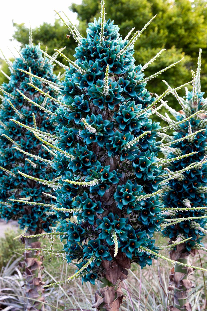 First signs of the #BluePuya are starting to emerge in the @BlueMtnsBG (image 1).  In a month the flowers will look like the below (image 2)