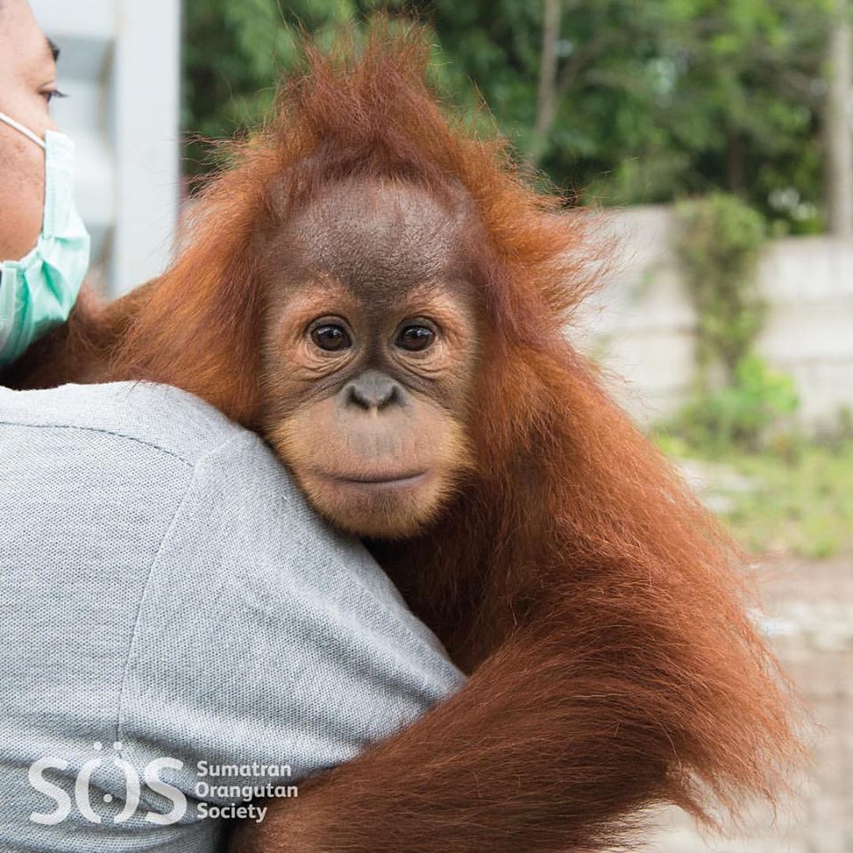 10% of profits from each Votch goes towards a charity - we are currently supporting <a href="/OrangutansSOS/">Sumatran Orangutan Society (SOS)</a> who protect orangutans &amp; their forest.