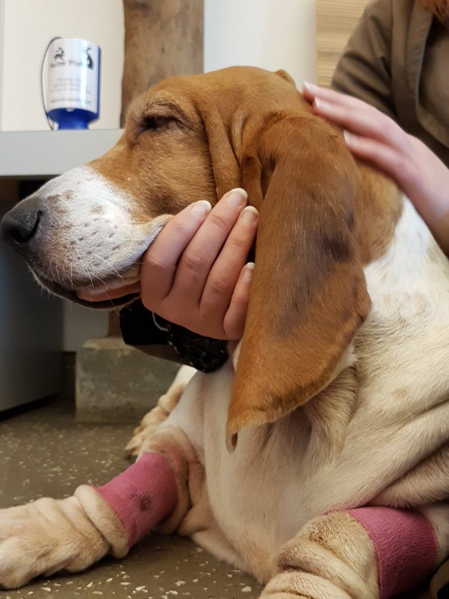 IkBenVrouwtje's tweet photo. Alhoewel ik ben nu een beetje high wat dat dan ook moge zijn.....#dierendokter https://t.co/AYyWroGB47