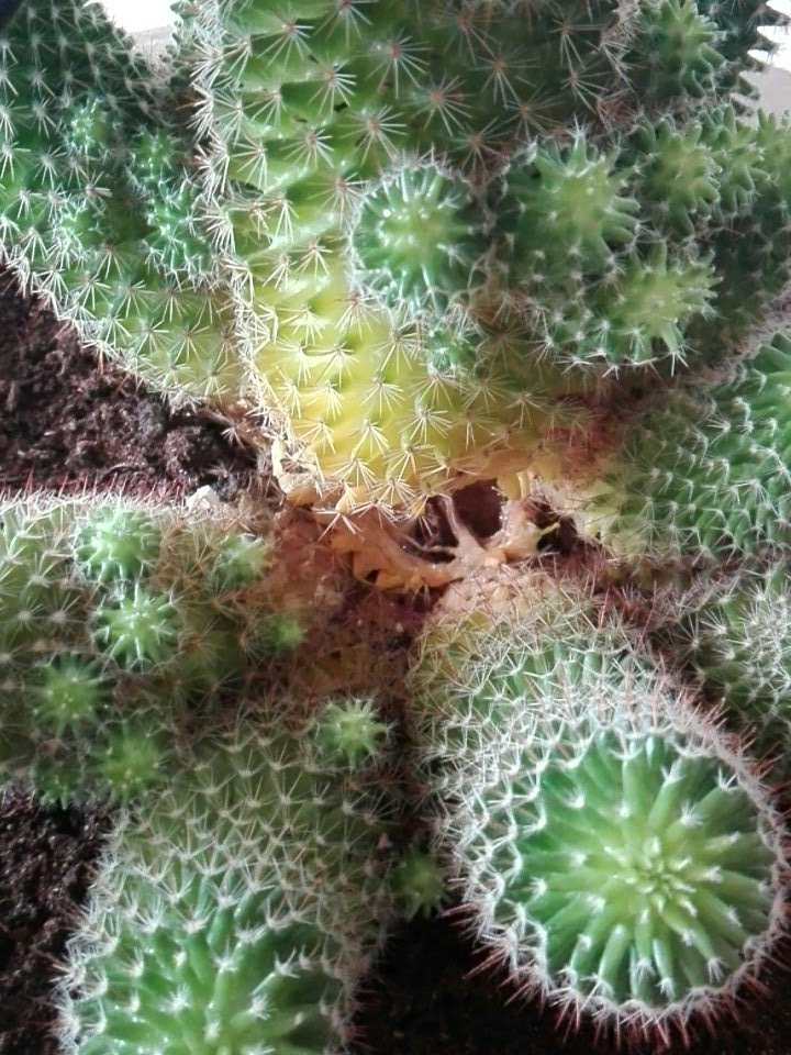 Munich_1777_Ag's tweet photo. I hope @cactushelp is back online, my precious #cactus is dying, what could've happened? https://t.co/PMIAzxfLby