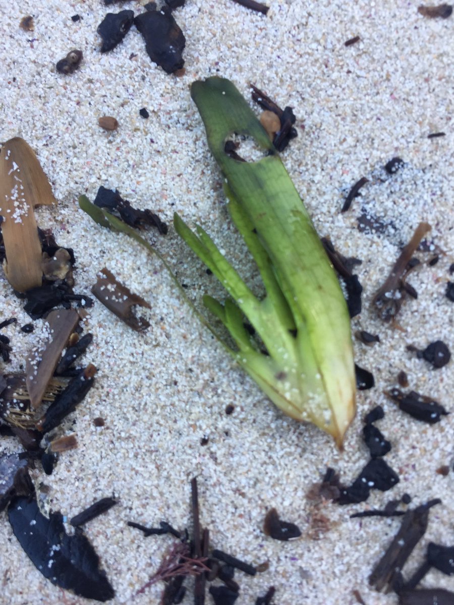 LauraCalvoLCB's tweet photo. Floración en otoño de la Posidonia oceánica, planta acuática, endémica del Mediterráneo. #Mallorca https://t.co/y9szijW6DY