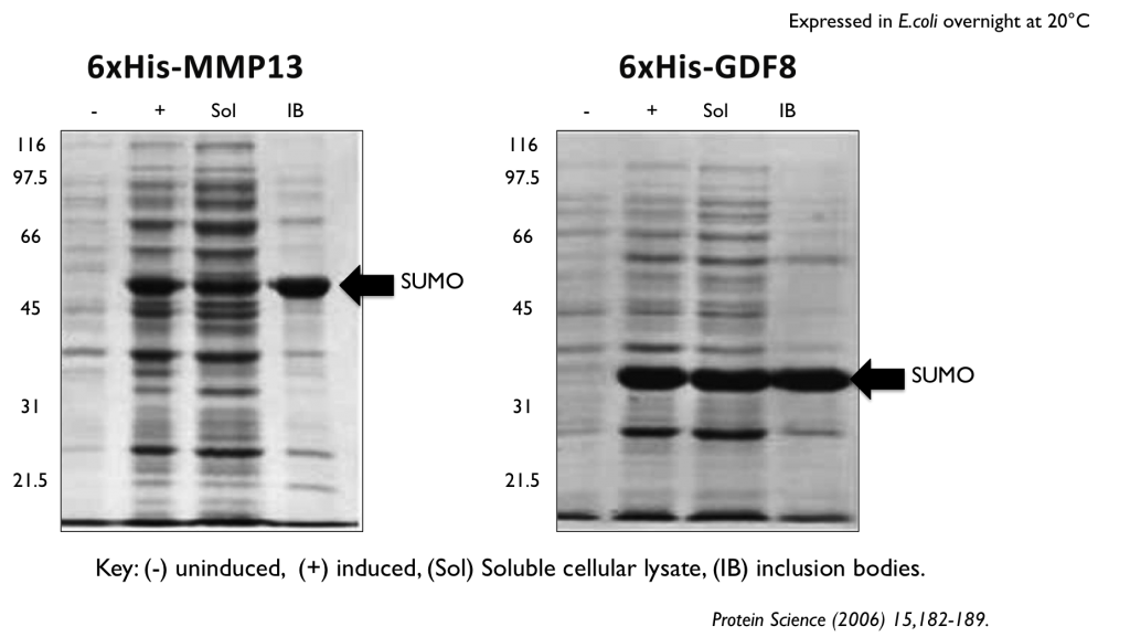 ProteinArk's tweet photo. Ubiquitin, SUMO, NusA? Which affinity/solubility tags are the most common? Visit our website for more lab tips! https://t.co/8y8E2cXrqw https://t.co/CGvLsheNGY
