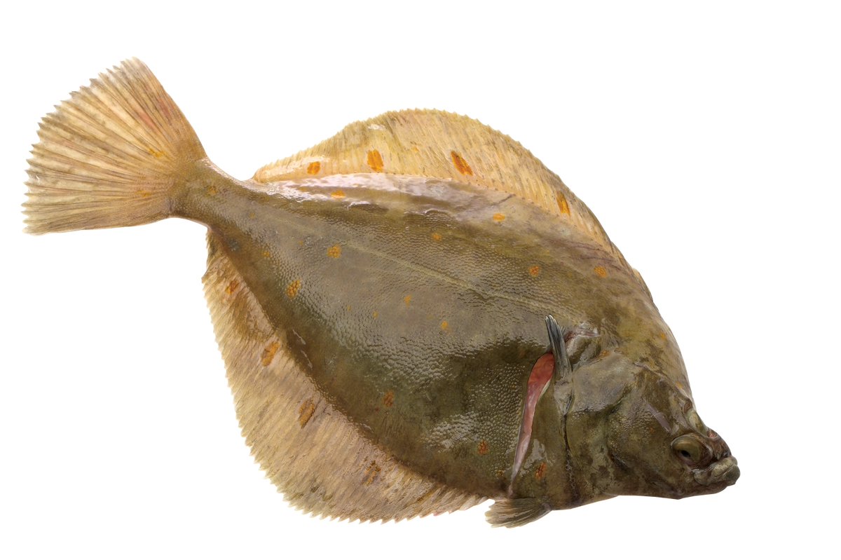 Ranging frm 230g to an impressive 2kg, plaice are easily identified by their bright orange spots, indicating their freshness #seafoodweek