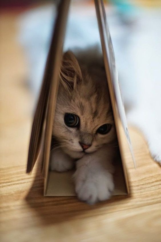 CuteCatRepublic's tweet photo. There are those #who have suggested that the #tendency of a #cat to play with its #prey is a merciful #one... #NeilGaiman #AMercifulOne https://t.co/vDaJiBowC3
