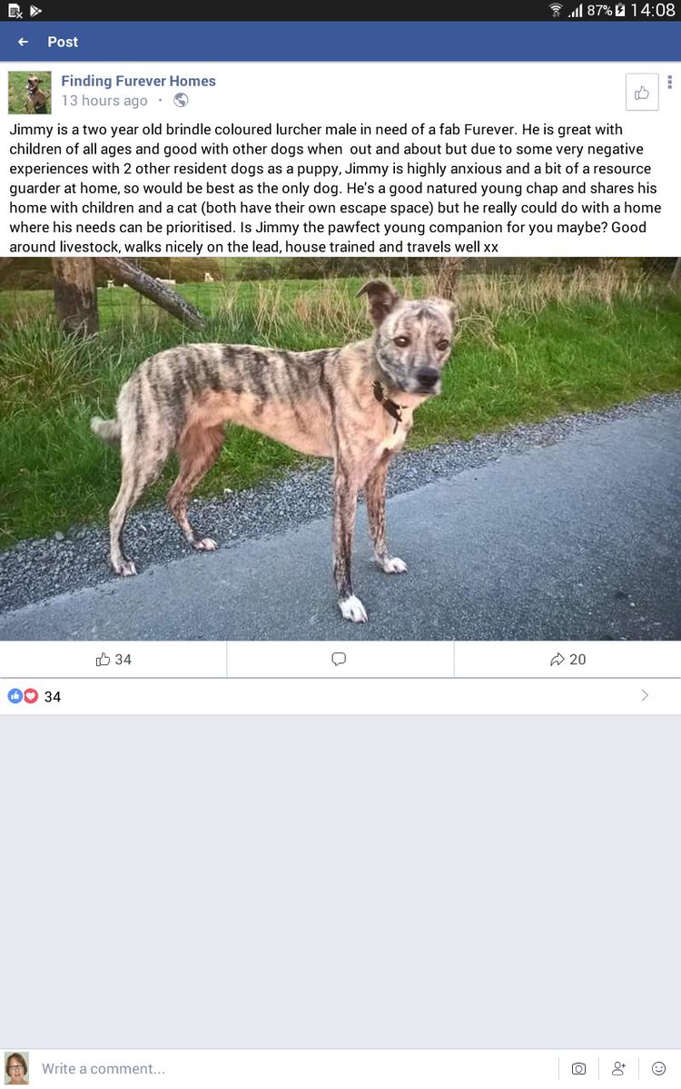 Meet our newbie 🐾JIMMY🐾 he's only a young boy but please read his story and help if you can