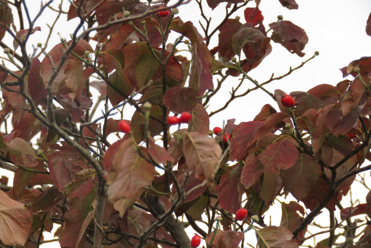遊佐 徹 ハナミズキの実 春は白い花 秋は赤い実がとても綺麗です しかし どの木よりも早く紅葉するこの葉 の色は あまり綺麗だとは思えません 今 街路樹のあちらこちらで茶色に枯れた葉を見たら ハナミズキだと思っていいでしょう 実は シジュウカラ