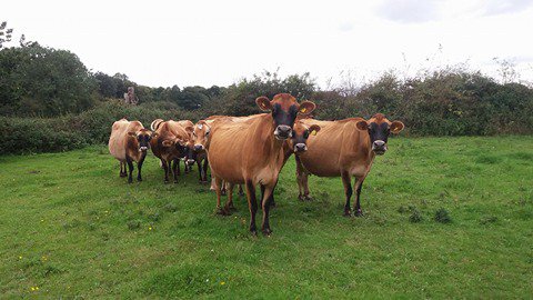 CalfAtFootDairy's tweet photo. COMPETITION Moving the milkers Amy lost her wellies on the way, can you spot them? #CalfAtfoot #HumaneDairy #HumaneMilk #WorkingWithNature https://t.co/5slTIvJMXH