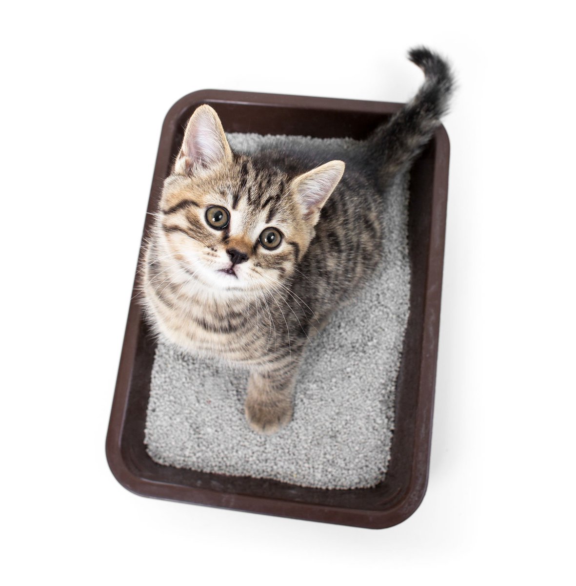 ProPetHero's tweet photo. What you can learn from what they leave behind #dogpoop #catpoop #mydogspoop #petfirstaid #litterbox #ProPetHero
https://t.co/7DObmRwk1O https://t.co/GK2R88RkW7