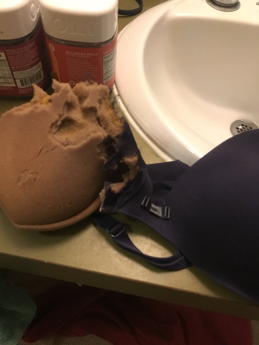 djmac94's tweet photo. Incase you have ever wanted to see the inside of a VS bra, my new puppy has kindly created a model for you to see. ๐ค๐ค #angrydogmom #VS https://t.co/B4v7XydXws
