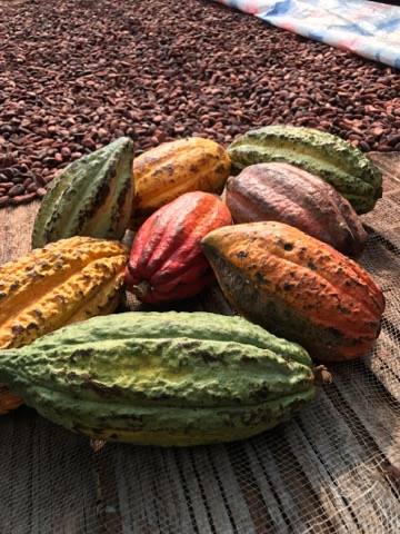 カカオもの Cacaomono On Twitter 2017 セミナー紹介 チョコレートソムリエ小野隆さんの講義と カカオティー カカオシロップ カカオ酢 カカオワイン等 貴重な飲み物の試飲を予定 23日 Https T Co Ajtn2vrd6l 24日 Https T Co Hvxeqk45oj カカオ