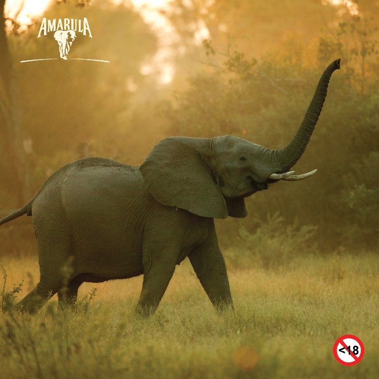 Can an elephant jump. Слоны. National Geographic слоны. Дикий слон. Африканский слон.