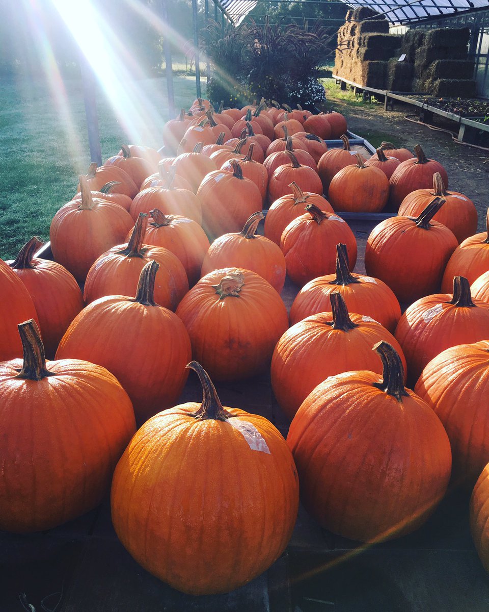 StLawrenceMkt's tweet photo. This week we're off to the farm! Starting our farm visits today at Marvin's Gardens in Waterdown Ontario #farmersfeedcities #offtothefarm https://t.co/AudeLoDlp5