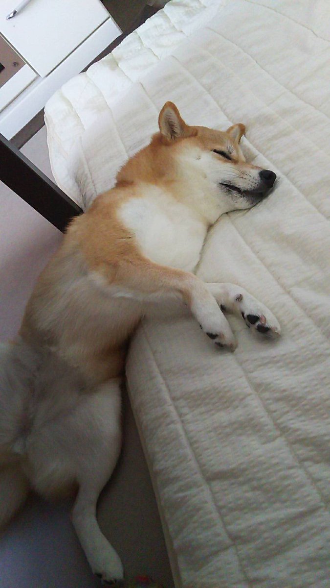 かわいい動物画像 綺麗な犬 イラスト リアル 柴犬