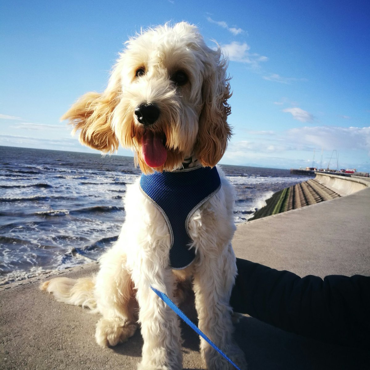 Wilson_Cockapoo's tweet image. #NewProfilePic