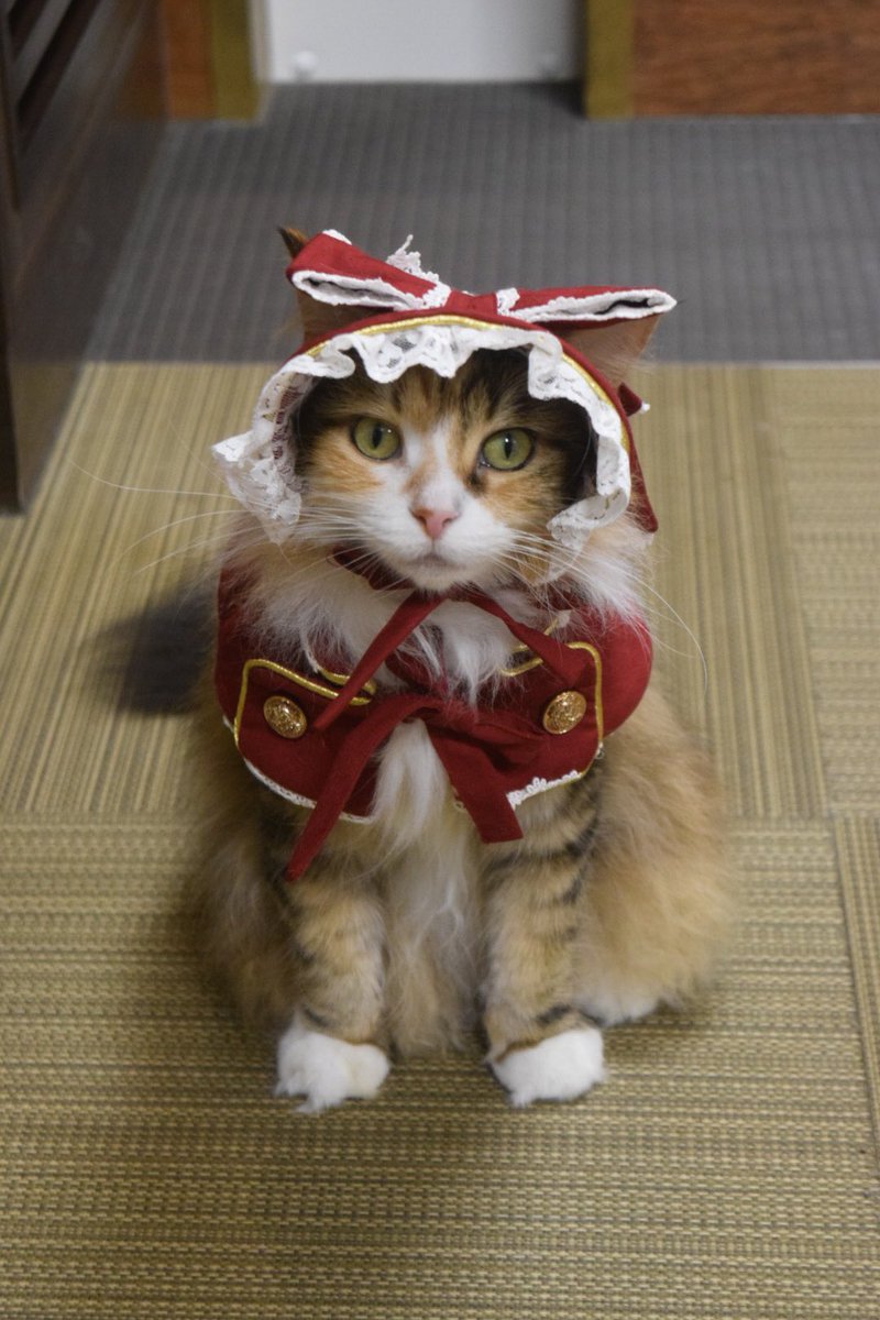 猫カフェ きゃりこ 吉祥寺店です ご飯タイムも終わり 引き続きまったりモードです ところで今日十月十日は萌えの日だそうで ちょうど当店のアイドルミミちゃんが撮影会をしていたのでどうぞ 吉祥寺 猫カフェ きゃりこ メインクーン アイドル猫