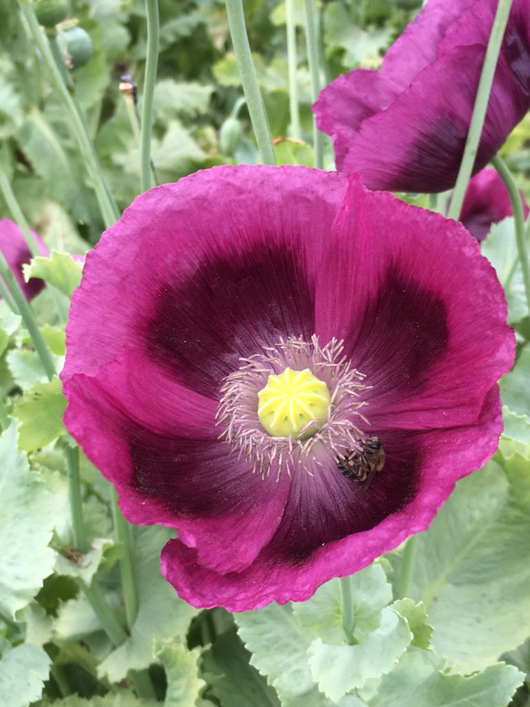 MegsGant's tweet photo. Some beautiful floral finds at @babylonstoren photographed with an iPhone
Images: @MegsGant from MGantImages
#MGantImages #Phonetography https://t.co/Wr9dMB6RmD