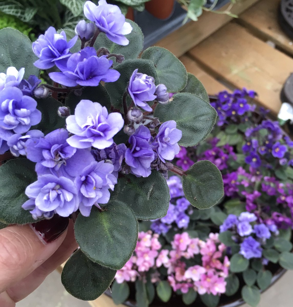 RegalFlorist's tweet photo. Mini African Violets are so easy to care for!
Everyone should have at least one!
#easytocarefor #africanviolet #miniplants #GardenCentre https://t.co/XZFRJ7Fyq3