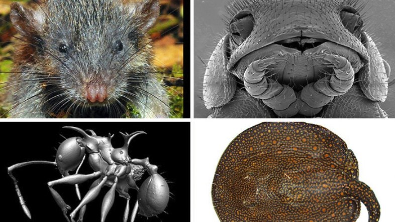 Top 10 new species 2017 - ow.ly/J3BH30fxozB