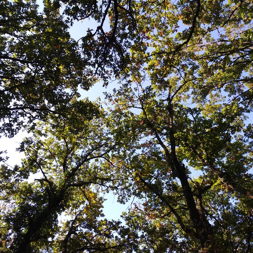 KristellLouazo's tweet photo. Mon toit pour le mois
#nature #dansmacabane #automne #greenoctober https://t.co/5LnqmKsp9K