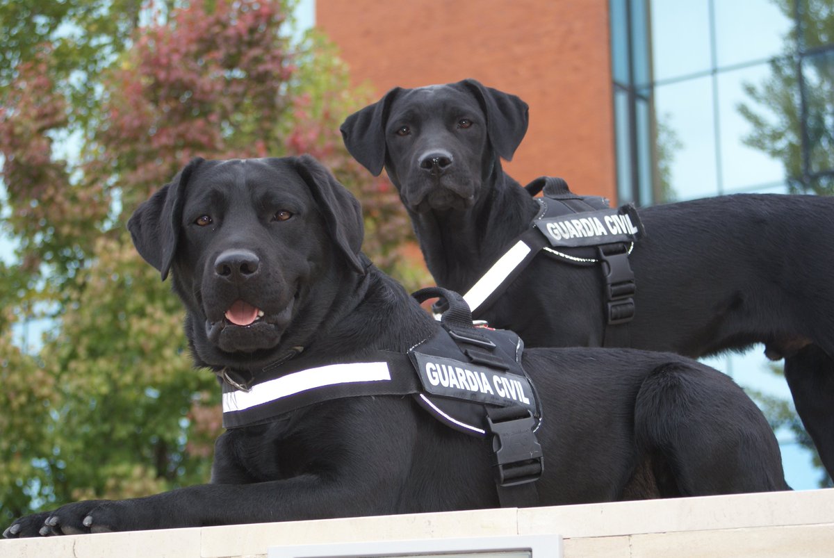 guardiacivil's tweet photo. Tranquilo no ves doble, son dos perros de una misma camada de nuestro Servicio Cinológico, entrenados para cuidar de todos 

🔃Me encantan
❤️ Me los llevaría a casa ahora mismo

https://t.co/h4nVwfxmBE
