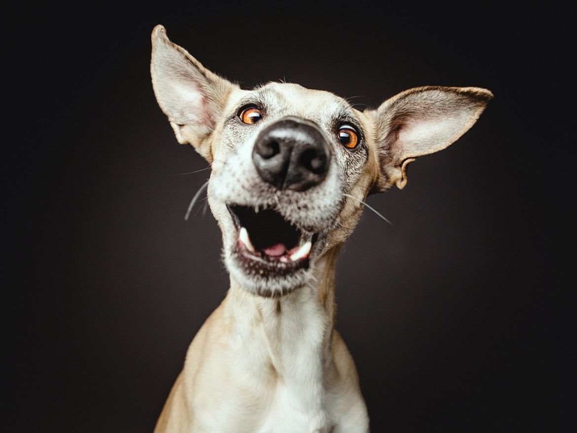 _bookcase's tweet photo. Expressive Dog Portraits by Elke Vogelsang https://t.co/PAkLLzqGJK https://t.co/hW4SoLy4Id