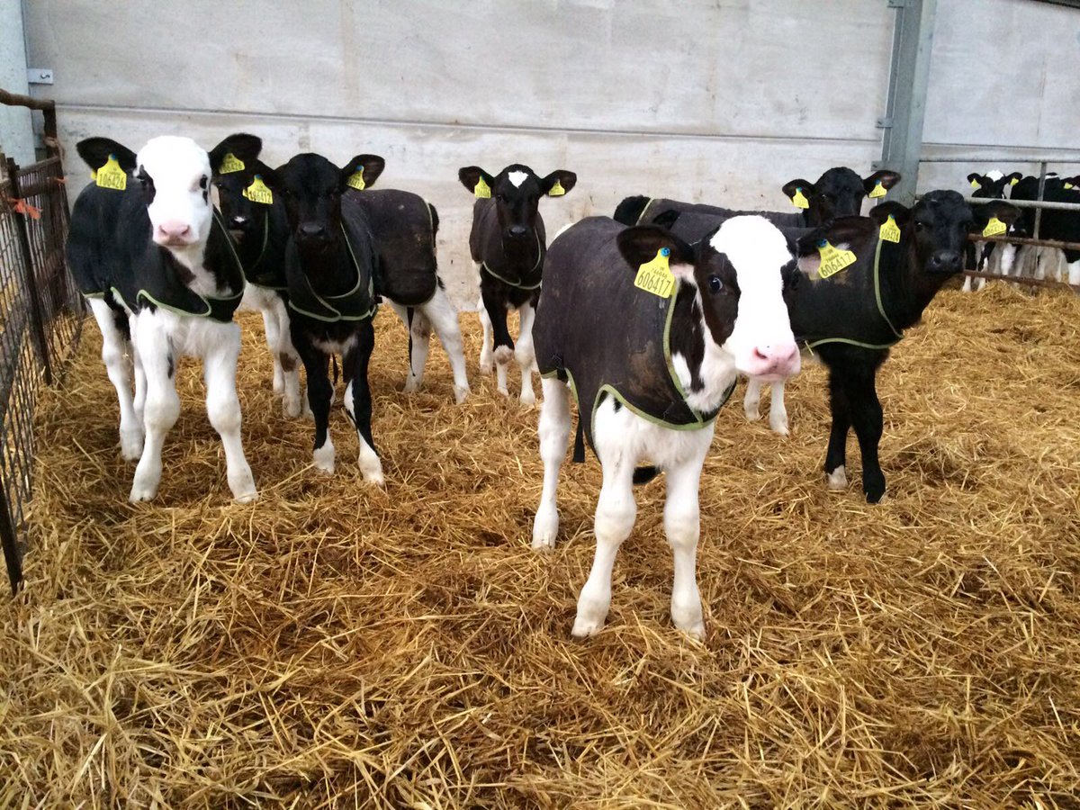 ForFarmersUK's tweet image. Perfect #calfrearing conditions for these little ladies in #Carmarthen. #Calving17 #TeamDairy