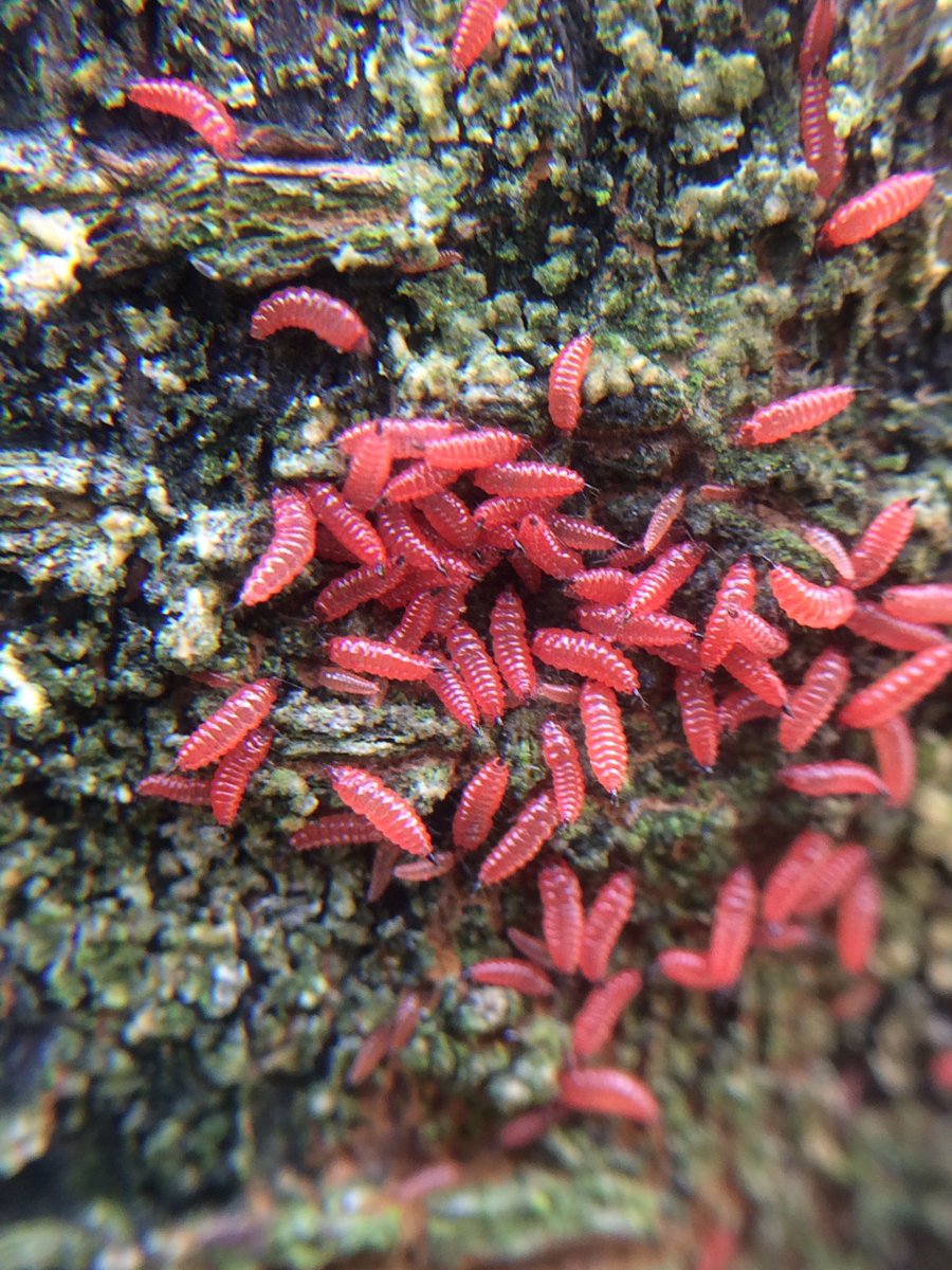 うめのきごけ ウメノキゴケを探していたら小さい赤い虫が 作り物みたいな見た目 お尻にトゲ 虫がワラワラ T Co Lsmaffj8pn Twitter