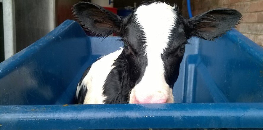 wictonfarm's tweet image. Look who has just arrived! .....a beautiful little heifer calf #happydays #calving17