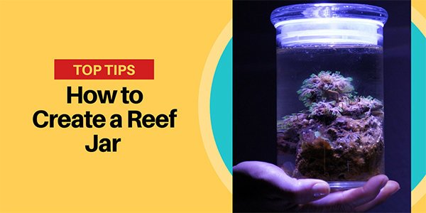 Nano Reef Com Learn How To Create A Pico Reef Jar Or Vase Of Your Own It S Easier Than You Might Think T Co Ezh81pbklk Nanoreef Aquarium Reef T Co 10la0ccruj