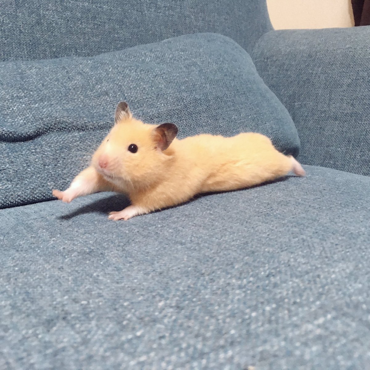 ソファの上で反り返ったハムスターがぬいぐるみのようにかわいい きなこ棒みたい Togetter