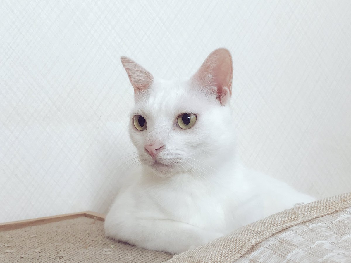 ねこかます 麿白先生が外に出てしまった日に捜索チラシをお渡しした近所のお婆様と久しぶりに会った 先日はお騒がせしました あらアロマちゃん無事でよかったじゃない すいません マロです ありがとうございます 白くて綺麗だからね