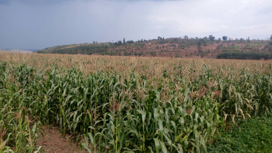 #Gisagara, this agricultural Season C, has given high yields in Mamba and Gishubi Sectors ready to harvest in  few days.